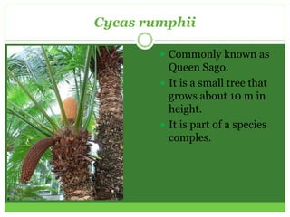 Cycas rumphii

         Commonly known as
          Queen Sago.
         It is a small tree that
          grows about 10 m in
          height.
         It is part of a species
          comples.
 