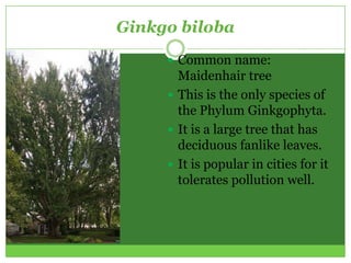 Ginkgo biloba
      Common name:
       Maidenhair tree
      This is the only species of
       the Phylum Ginkgophyta.
      It is a large tree that has
       deciduous fanlike leaves.
      It is popular in cities for it
       tolerates pollution well.
 