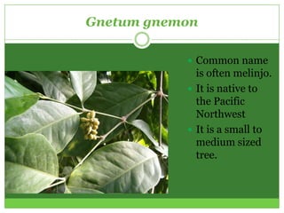 Gnetum gnemon

            Common name
             is often melinjo.
            It is native to
             the Pacific
             Northwest
            It is a small to
             medium sized
             tree.
 