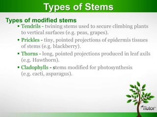 Types of Stems
Types of modified stems
    Tendrils - twining stems used to secure climbing plants
     to vertical surfaces (e.g. peas, grapes).
    Prickles - tiny, pointed projections of epidermis tissues
     of stems (e.g. blackberry).
    Thorns - long, pointed projections produced in leaf axils
     (e.g. Hawthorn).
    Cladophylls - stems modified for photosynthesis
     (e.g. cacti, asparagus).
 