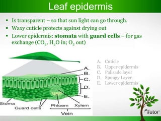 Leaf epidermis
 Is transparent – so that sun light can go through.
 Waxy cuticle protects against drying out
 Lower epidermis: stomata with guard cells – for gas
  exchange (CO2, H2O in; O2 out)


                                   A.   Cuticle
                                   B.   Upper epidermis
                                   C.   Palisade layer
                                   D.   Spongy Layer
                                   E.   Lower epidermis
 