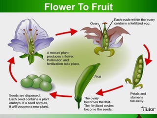 Flower To Fruit
 