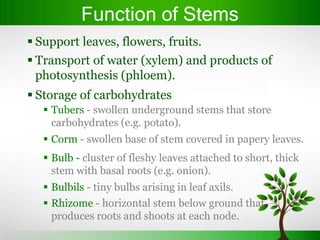 Stems
 Stems used only for asexual reproduction.
 Stolon (or runner) - horizontal stem that arises from
  leaf axel and ...