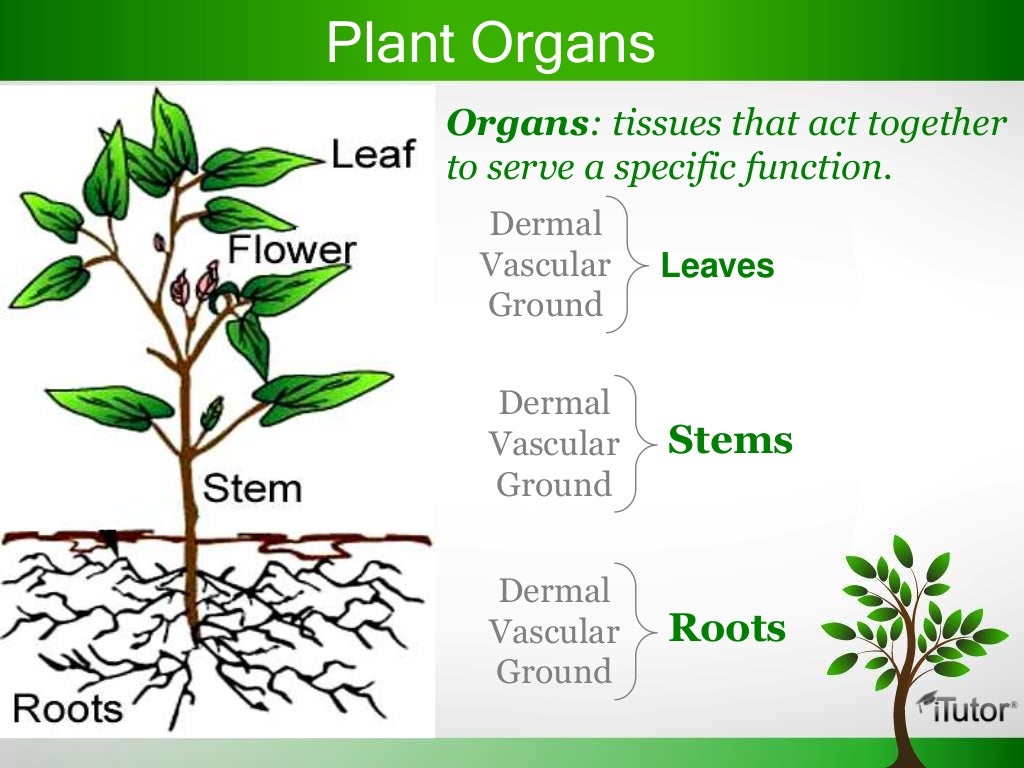 Plant body. Plant Organs. Tissues and Organs in Plants. Plant Organ System. Плодоносные растения органы.
