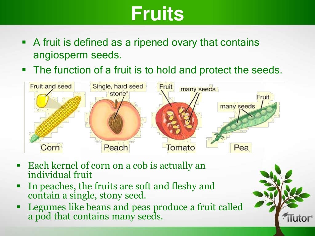 Plant Organs