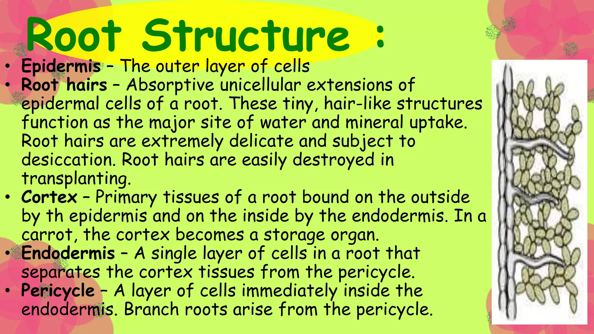 Plant Organs and Metabolic Processes | PPTX
