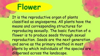 • Complete flower is a flower containing sepals,
petals, stamens, and pistil while
• Incomplete flower lacks those parts.
...