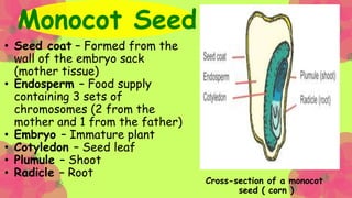 Vascular system :
• Phloem tissue conducts products of
photosynthesis from leaves
throughout plant including down
the root...