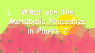The Metabolic Processes in Plants
Photosynthesis
Respiration
Nitrogen
Fixation
Transpiration
 