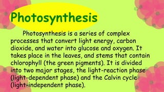 Respiration in plants has different stages: glycolysis,
Krebs cycle, oxidative phosphorylation (which includes
the electro...