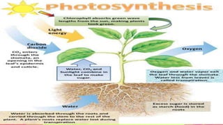 The Metabolic Processes in Plants
Photosynthesis
Respiration
Nitrogen
Fixation
Transpiration
 