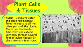 •Phloem – transport
sugars from one
part to another. It
is made of sieve
tube elements and
companion cells.
Plant Cells
& ...