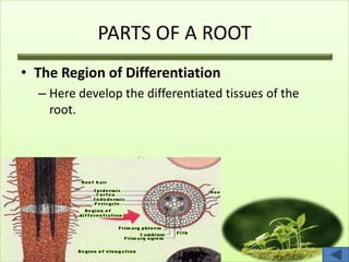 PARTS OF A ROOT
• The Region of Differentiation
– Here develop the differentiated tissues of the
root.
 