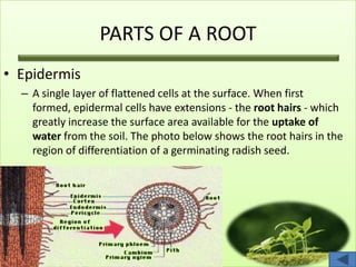 PARTS OF A ROOT
• Epidermis
– A single layer of flattened cells at the surface. When first
formed, epidermal cells have extensions - the root hairs - which
greatly increase the surface area available for the uptake of
water from the soil. The photo below shows the root hairs in the
region of differentiation of a germinating radish seed.
 