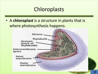 Chloroplasts
• A chloroplast is a structure in plants that is
where photosynthesis happens.
 