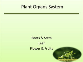 Plant Organs System
Roots & Stem
Leaf
Flower & Fruits
 