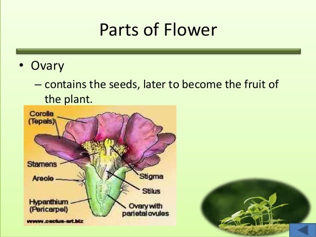 images Plant Organ System Examples plant organs system