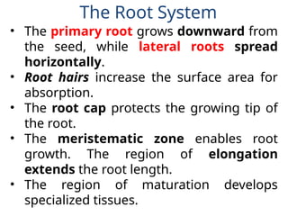 Plant organ system.pptx for grade 5 elementary | PPTX