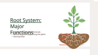 Taproot Function Plant organ system and their function.pptx