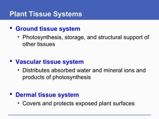 Plant Tissue Systems
 Ground tissue system
• Photosynthesis, storage, and structural support of
other tissues
 Vascular tissue system
• Distributes absorbed water and mineral ions and
products of photosynthesis
 Dermal tissue system
• Covers and protects exposed plant surfaces
 