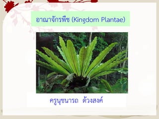 อาณาจักรพืช (Kingdom Plantae)
ครูนุชนารถ ด้วงสงค์
 