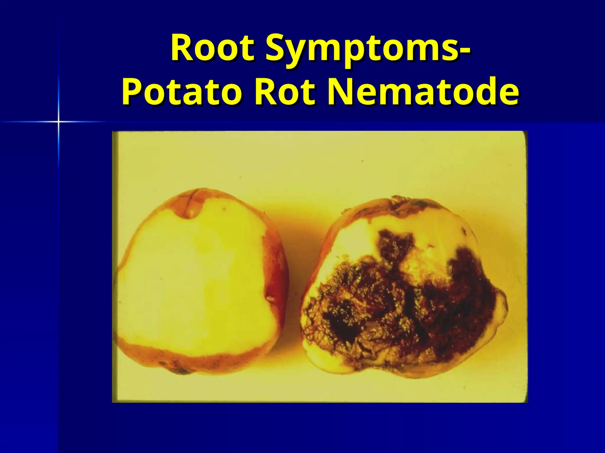 Root Symptoms-
Root Symptoms-
Potato Rot Nematode
Potato Rot Nematode
 