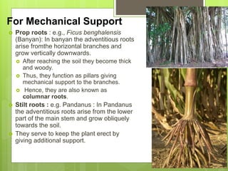 plant part modifications.pptx
