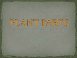 PLANT PARTS 