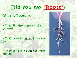 Did you say “Roots”?
What is Roots ???
• They Fix the plant to the
ground.
• They take in water from the
soil.
• They take in nutrients from
the soil.
 