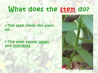 What does the stem do?
• The stem holds the plant
up.
• The stem passes water
and nutrients.
 