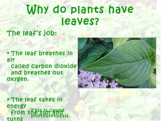 Why do plants have
leaves?
The leaf’s job:
• The leaf breathes in
air
called carbon dioxide
and breathes out
oxygen.
• The leaf takes in
energy
from the sun and
turns
This is called
photosynthesis.
 