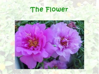 The Flower
 