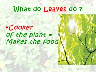 What do Leaves do ?
•Cooker
of the plant =
Makes the food
 