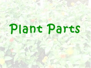Plant Parts
 