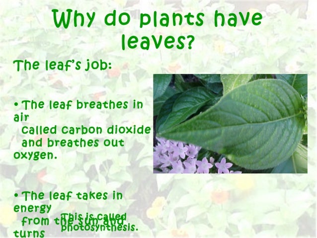 Plantparts 100302130939phpapp02