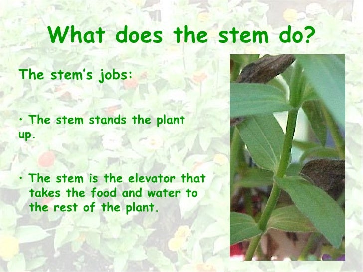 Plant Parts 12nd grade