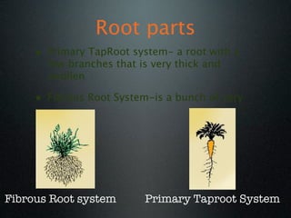 Taproot Cell Plant Parts SC | KEY