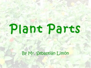 Plant Parts
 By Mr. Sebastián Limón
 