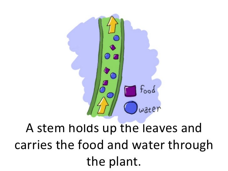Plant parts