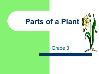 Parts of a Plant Grade 3 