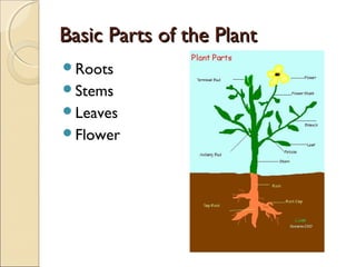 Basic Parts of the Plant
Roots
Stems
Leaves
Flower
 