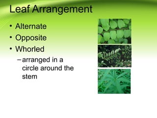 Leaf Arrangement 
• Alternate 
• Opposite 
• Whorled 
– arranged in a 
circle around the 
stem 
 