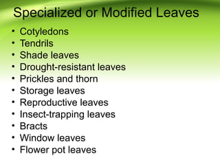 Specialized or Modified Leaves 
• Cotyledons 
• Tendrils 
• Shade leaves 
• Drought-resistant leaves 
• Prickles and thorn...