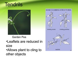Tendrils 
Garden Pea 
•Leaflets are reduced in 
size 
•Allows plant to cling to 
other objects 
 