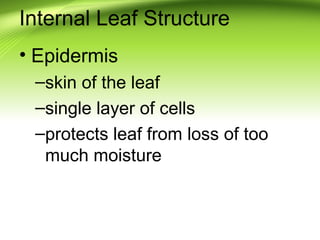 Internal Leaf Structure 
• Epidermis 
–skin of the leaf 
–single layer of cells 
–protects leaf from loss of too 
much moi...