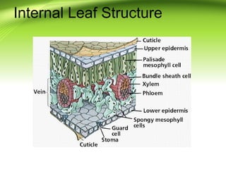 Internal Leaf Structure 
 