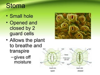 Stoma 
• Small hole 
• Opened and 
closed by 2 
guard cells 
• Allows the plant 
to breathe and 
transpire 
– gives off 
m...