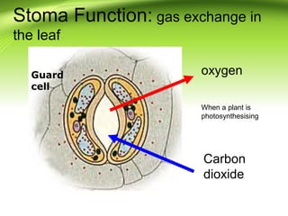 Stoma Function: gas exchange in 
the leaf 
Guard oxygen 
cell 
When a plant is 
photosynthesising 
Carbon 
dioxide 
 