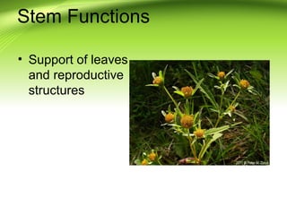 Stem Functions 
• Support of leaves 
and reproductive 
structures 
 
