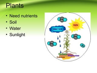 Plants 
• Need nutrients 
• Soil 
• Water 
• Sunlight 
 
